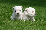 WESTIE 494